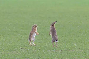 Sven-erik Arndt: Brown Hare boxing 89, S-E Arndt