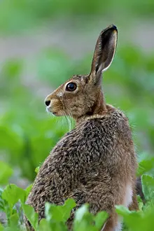 Jake Stephen: Brown Hare in crop field