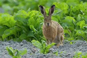 Jake Stephen: Brown Hare in crop field