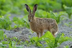 Jake Stephen: Brown Hare in crop field