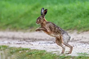 Hare: BROWN HARE, EUROPEAN HARE