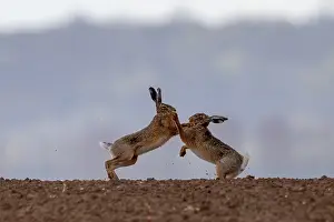 Hare: BROWN HARE, EUROPEAN HARE