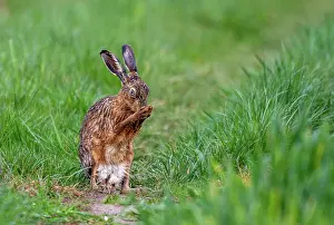 Hare: BROWN HARE, EUROPEAN HARE
