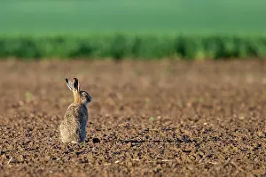 Hare: BROWN HARE, EUROPEAN HARE