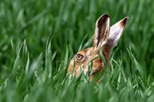 Hare: BROWN HARE, EUROPEAN HARE