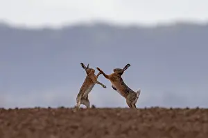 Hare: BROWN HARE, EUROPEAN HARE