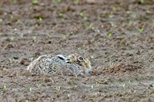 Hare: BROWN HARE, EUROPEAN HARE