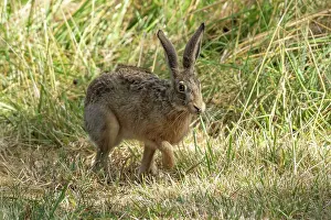 Leporidae: BROWN HARE, EUROPEAN HARE