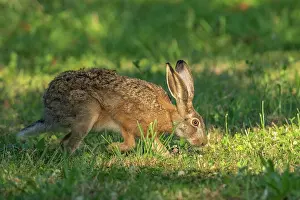 Leporidae: BROWN HARE, EUROPEAN HARE