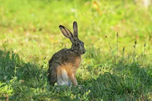 Leporidae: BROWN HARE, EUROPEAN HARE