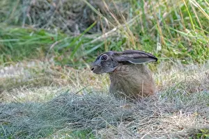Leporidae: BROWN HARE, EUROPEAN HARE
