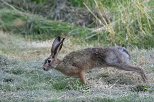 Leporidae: BROWN HARE, EUROPEAN HARE