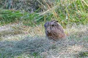 Leporidae: BROWN HARE, EUROPEAN HARE