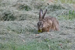 Leporidae: BROWN HARE, EUROPEAN HARE