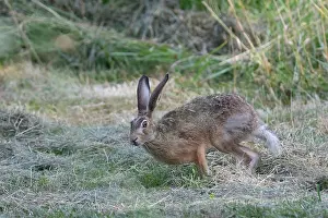 Leporidae: BROWN HARE, EUROPEAN HARE