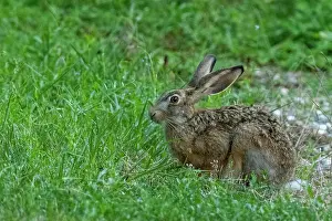 Leporidae: BROWN HARE, EUROPEAN HARE