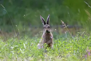 Leporidae: BROWN HARE, EUROPEAN HARE