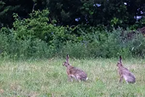 Leporidae: BROWN HARE, EUROPEAN HARE
