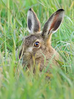 Hare: Brown Hare - hiding in grass