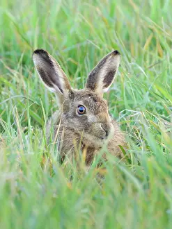 Hare: Brown Hare - hiding in grass