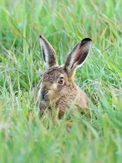 Hare: Brown Hare - hiding in grass
