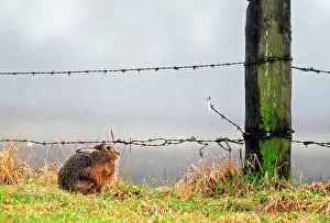 Barriers: Brown hare (Lepus europaeus) Hare laying in the