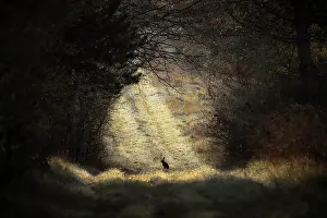 Lonesome: Brown hare (Lepus europaeus) in the middle of a