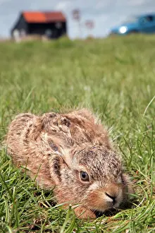 Leverets: Brown Hare Leveret