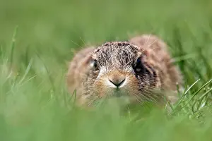 Leverets: Brown Hare Leveret