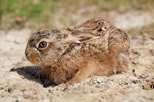 Leverets: Brown Hare Leveret