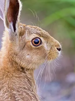 Hare: Brown Hare - leveret