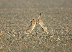 Attempt: Brown Hare - male boxing in an attempt to keep