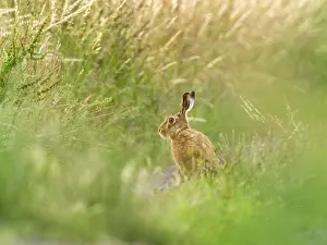 170821: Brown Hare - Norfolk UK