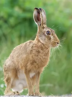 170821: Brown Hare - Norfolk UK