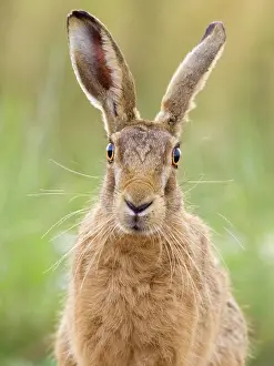 170821: Brown Hare - Norfolk UK