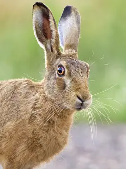 170821: Brown Hare - Norfolk UK