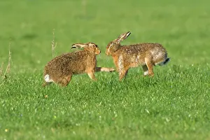Boxing: Brown Hare pair boxing spring