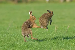 Boxing: Brown Hare pair boxing spring