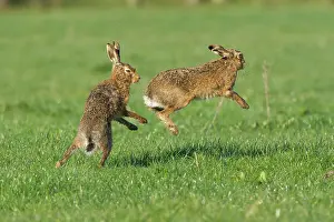 Boxing: Brown Hare pair boxing spring