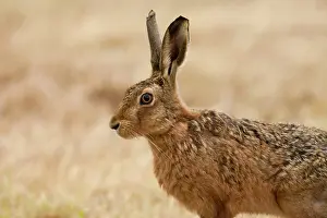Jake Stephen: Brown Hare portrait Summer