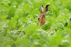 Powys: Brown Hare sitting in crop field summer
