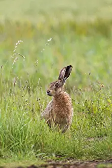 Bedfordshire: Brown Hare sitting in meadow Bedfordshire, UK 17273