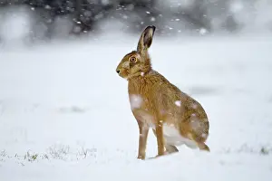 Capensis: Brown Hare - in snow