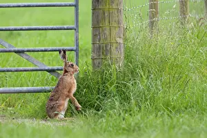 Powys: Brown Hare standing on hind legs next to gate summer