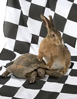 Chequered: Brown Hare young