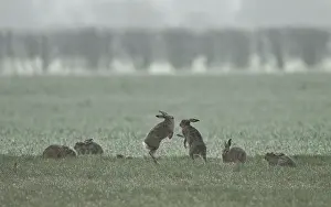 Whilst: Brown Hares - 2 fight whilst 5 others rest in the