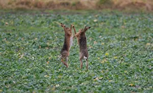 Boxing: Brown Hares boxing