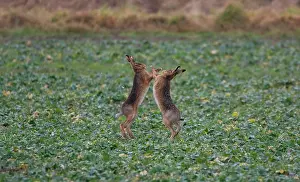 Boxing: Brown Hares boxing