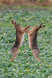Boxing: Brown Hares - two boxing