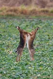 Boxing: Brown Hares - two boxing